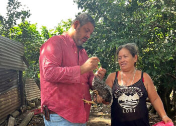 Campaña de vacunación de aves de traspatio en la Libertad, Petén