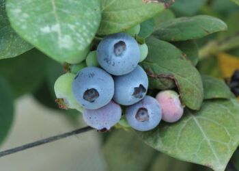 Clima frio propicia buena producción de algunas frutas