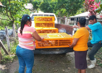 Comunidad de San José Las Flores recibe granja avícola