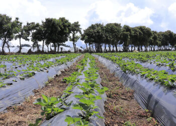 Conozca aspectos del cultivo de fresa