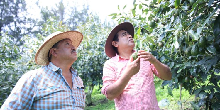 Conozca cómo participar en el programa Fomento del Cultivo del Aguacate