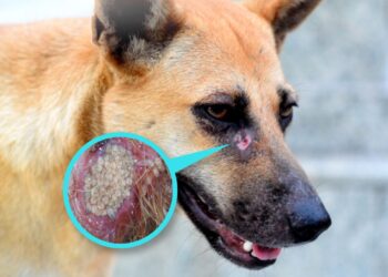 Conozca como prevenir el gusano barrenador en sus mascotas