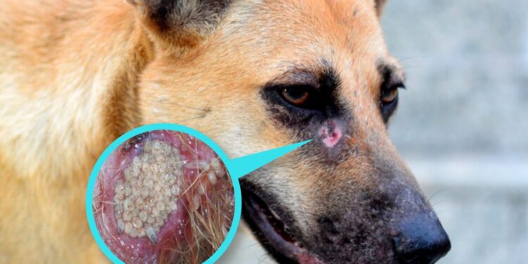 Conozca como prevenir el gusano barrenador en sus mascotas