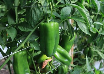 Conozca el cultivo de chile pimiento