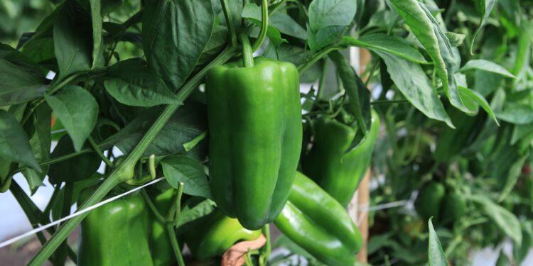 Conozca el cultivo de chile pimiento