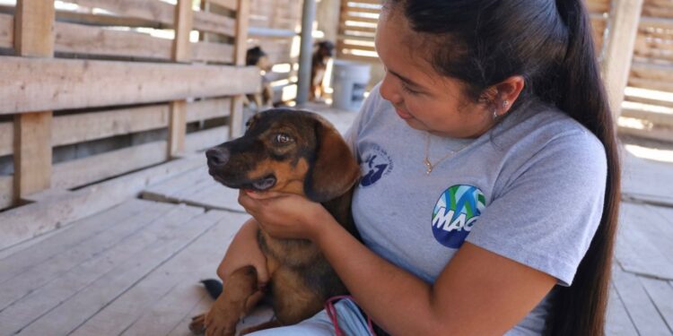 Su bienestar, nuestra prioridad: Conozca las funciones principales de la Unidad de Bienestar Animal