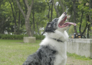 Conozca los certificados oficiales que necesita para salir de viaje con su mascota