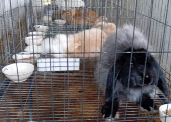 Cría de conejos impulsa economía y seguridad alimentaria en Jalapa