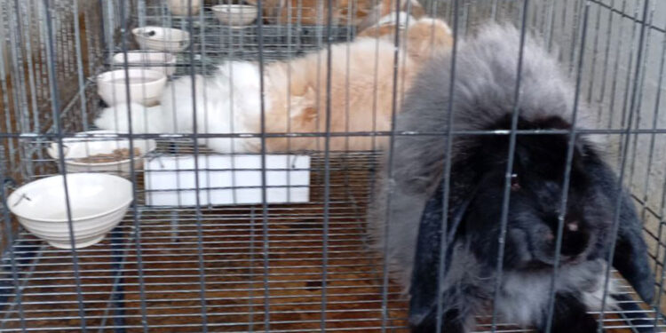 Cría de conejos impulsa economía y seguridad alimentaria en Jalapa