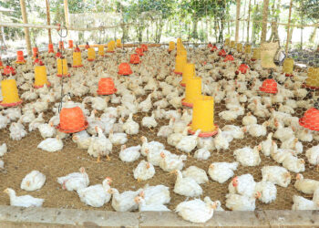 Crianza de pollo de engorde