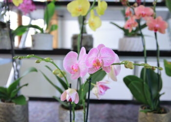 Cultivo de Orquídeas