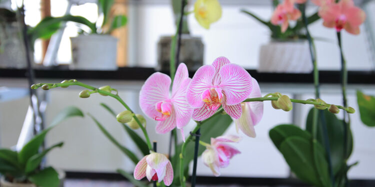 Cultivo de Orquídeas