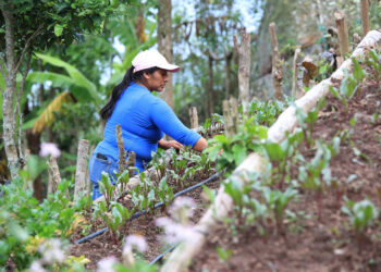 El buen uso de la tierra maximiza la productividad