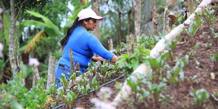El buen uso de la tierra maximiza la productividad