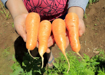 El cultivo de zanahorias se adapta a climas variados