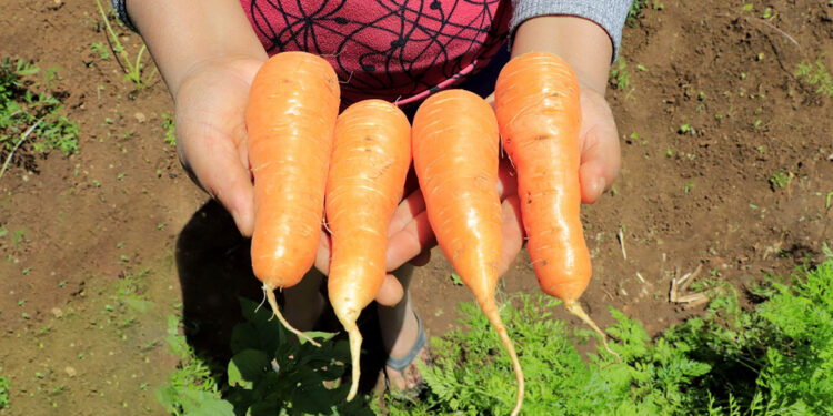 El cultivo de zanahorias se adapta a climas variados