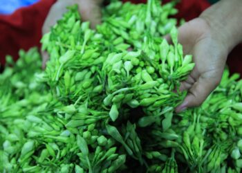 El loroco es una planta muy apreciada