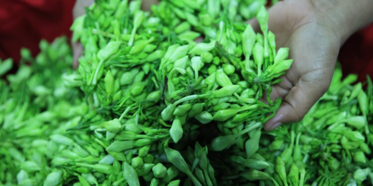 El loroco es una planta muy apreciada