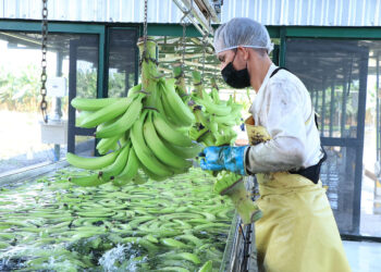 El plátano es una fruta energética y tropical