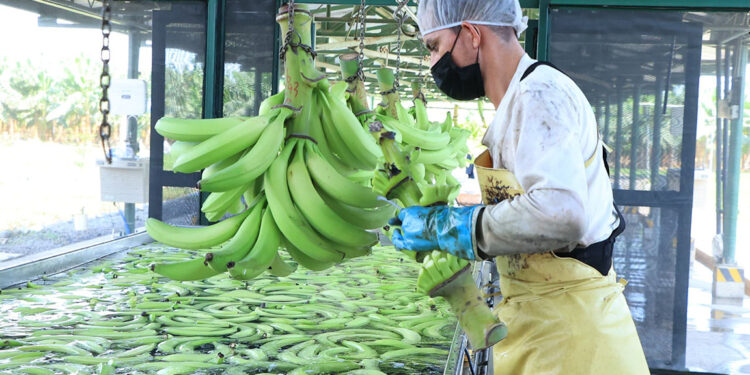 El plátano es una fruta energética y tropical