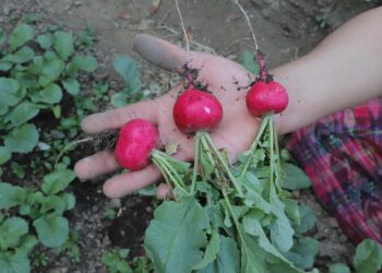 El rábano una hortaliza de grandes beneficios