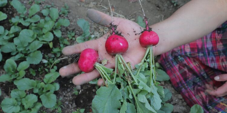 El rábano una hortaliza de grandes beneficios