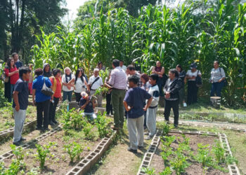 En Mixco y Guatemala fortalecen la educación en agricultura urbana