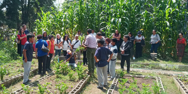 En Mixco y Guatemala fortalecen la educación en agricultura urbana