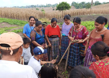 Entregamos material vegetativo de yuca y camote en Sayaxché