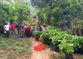 Entregan plantas de cacao a familias rurales de la zona de adyacencia