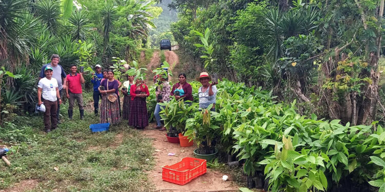 Entregan plantas de cacao a familias rurales de la zona de adyacencia