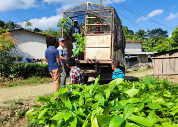 Entregan plantas de cacao a nuevos productores en San Luis, Petén