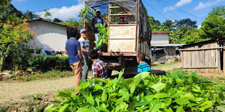 Entregan plantas de cacao a nuevos productores en San Luis, Petén
