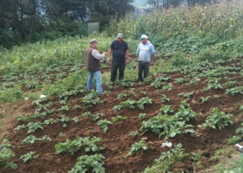 Establecen parcela de aprendizaje de cultivo de papa