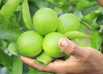 Estas son las plantas de cítricos sanas