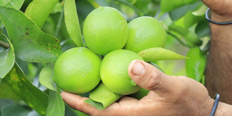 Estas son las plantas de cítricos sanas