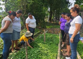Al cultivar hierba mora, cosecha vitaminas y minerales