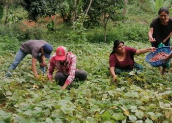 Fortalecen producción de hortalizas en San Juan Chamelco