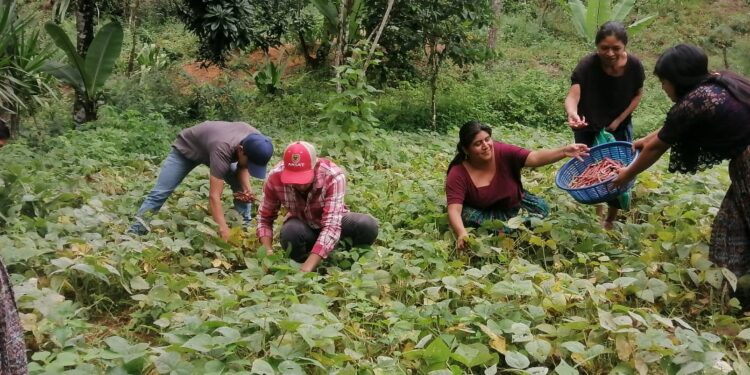 Fortalecen producción de hortalizas en San Juan Chamelco