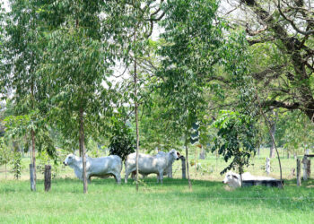 Ganadería sostenible
