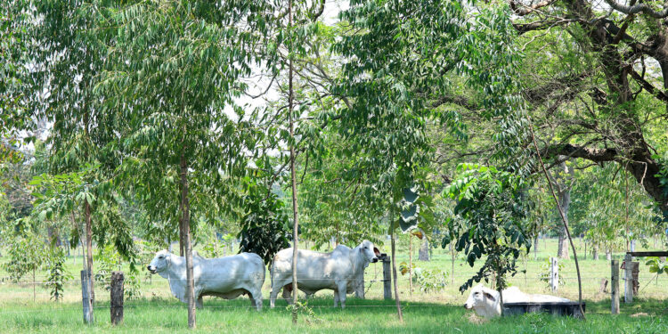 Ganadería sostenible