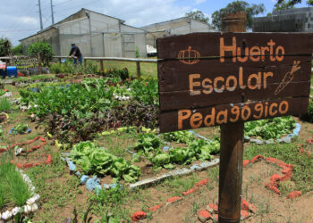 Huertos Escolares