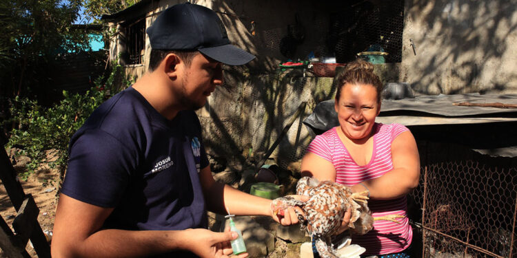 Importancia de la vacunación en aves