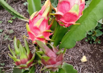 Invitan a participar en el Encuentro Nacional de Productores de Pitahaya