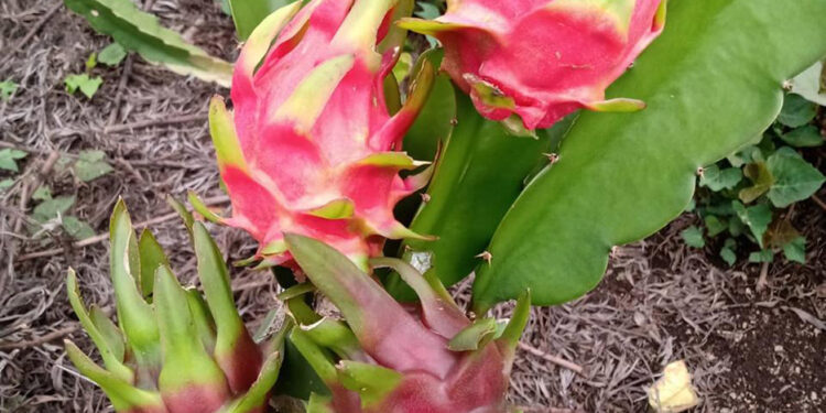 Invitan a participar en el Encuentro Nacional de Productores de Pitahaya