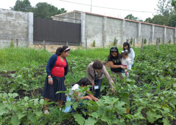 Jóvenes de Machaquilá recogen cosecha de huerto comunitario
