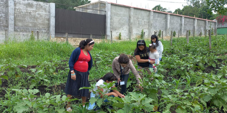 Jóvenes de Machaquilá recogen cosecha de huerto comunitario