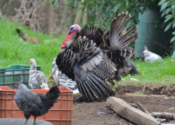 La crianza de aves de traspatio ofrece varias ventajas