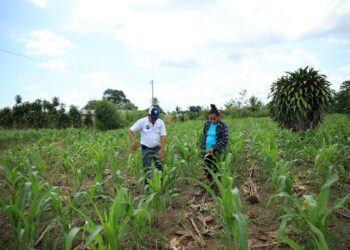 La importancia de contar con el Seguro Agropecuario