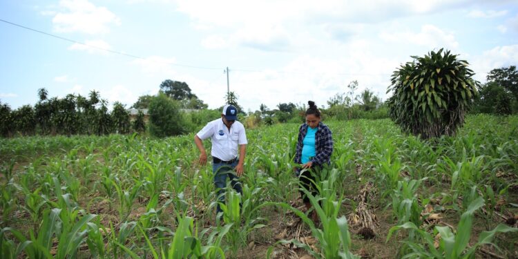 La importancia de contar con el Seguro Agropecuario